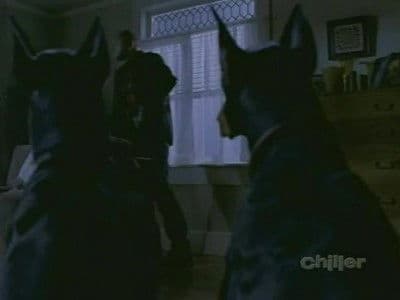 The Doghouse / Still Life