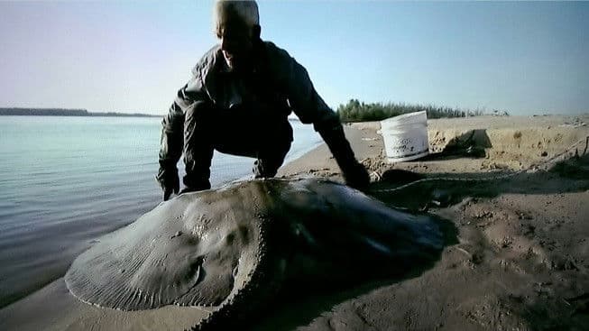 Killer Sharks And Rays