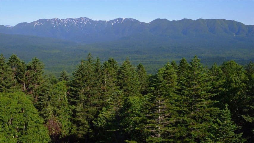 The Forest of Higashi-Taisetsu
